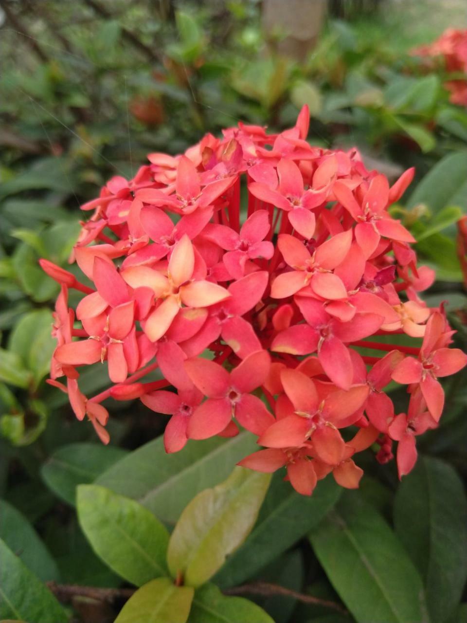 Chaiti Eco Homestay- Santiniketan Болпур Екстериор снимка