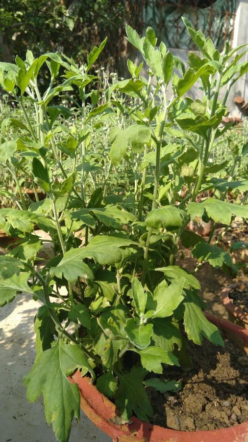 Chaiti Eco Homestay- Santiniketan Болпур Екстериор снимка