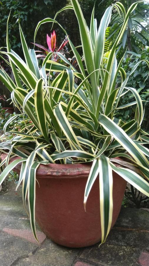Chaiti Eco Homestay- Santiniketan Болпур Екстериор снимка