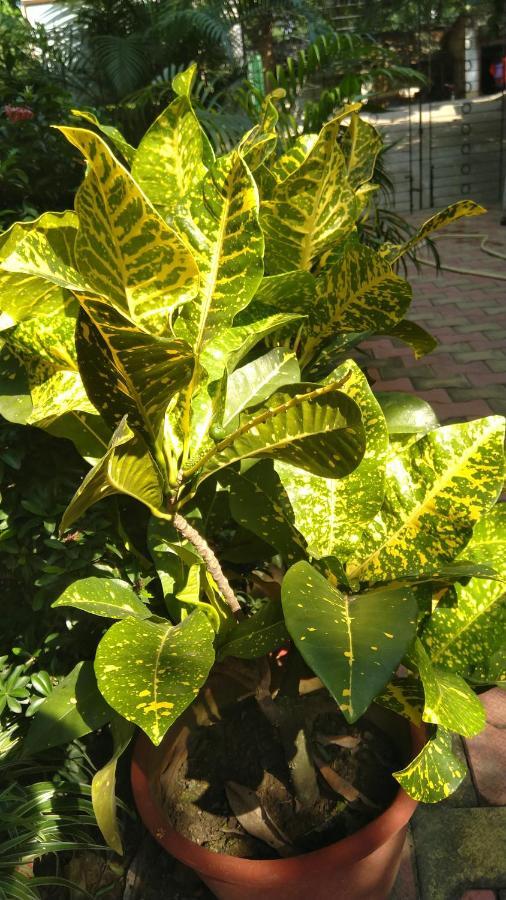 Chaiti Eco Homestay- Santiniketan Болпур Екстериор снимка